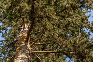 Fototapeta premium cedar crown against a bright blue sky