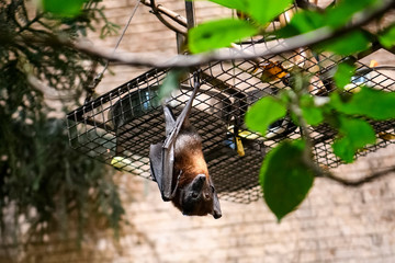 Nocturnal flying fox or Pteropus hypomelanus condorensis in the zoo park.