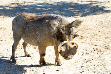 Phacochère