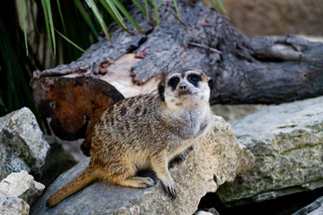Suricate