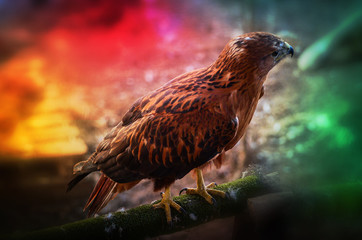 Young common buzzard, buteo buteo sitting with wings closed, wildlife bird photo, birdwatching, brown feathers