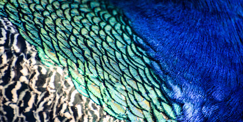 Bright peacock texture, colorful peacock feather background, modern fashion backdrop