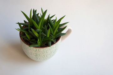 Aloe black gem seedlings in ceramic cup isolated on white background
