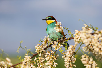bee-eater among flowers of a blossoming tree