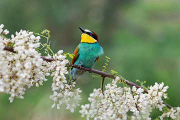 bee-eater looks up at the sky among flowers of a blossoming tree