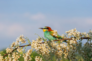 colorful bird on a flowering tree against the sky