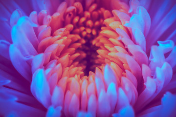 psychedelic glow flower detail