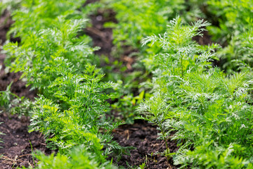 fresh parsley in spring on black soil