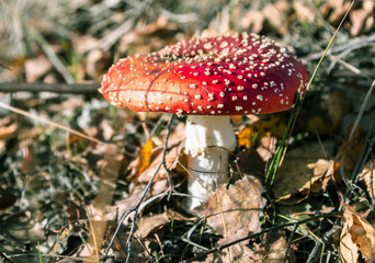 mushroom fly agaric grows among the fallen leaves in the autumn forest
