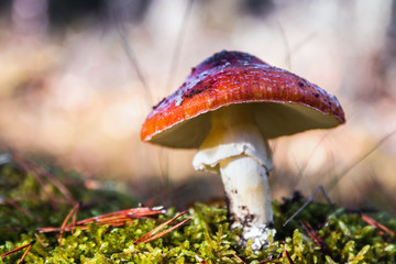 mushroom fly agaric grows among moss in the autumn forest