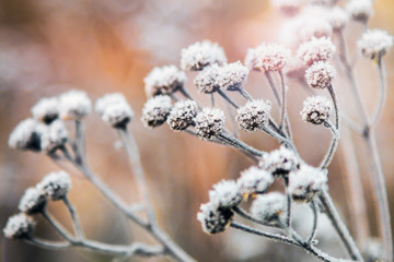 frozen plants in ice crystals on a winter day