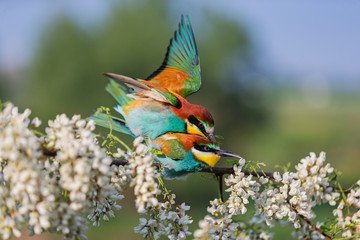 mating a pair of beautiful colored birds on a flowering branch