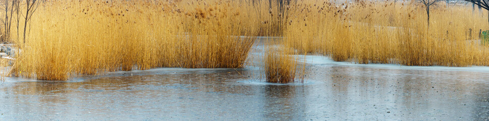 paniramic view of dry reed  and frozen wetland