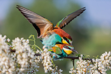 mating a pair of birds on a flowering robinia branch
