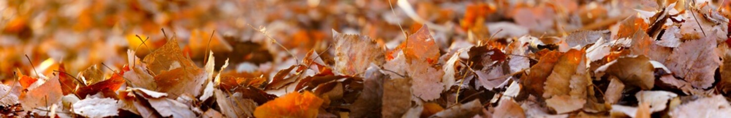 panoramic view of autumn leaves on bokeh background. fallen leaves landscape in the wonderful sun light 