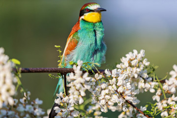 spring beautiful bird sit on a flowering tree
