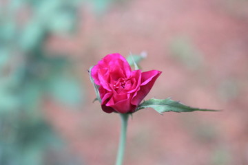 pink rose on black background