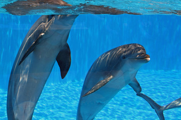 Delphin © Stephan von Mikusch