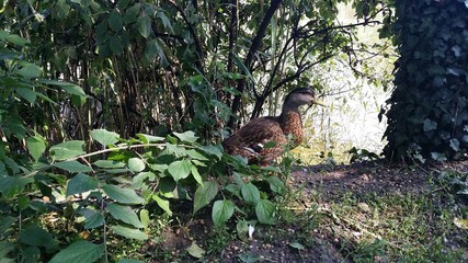 Wild ducks next to a nice pond