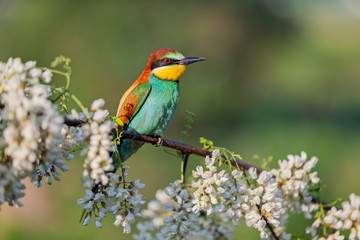 wild beautiful bird on a flowering tree
