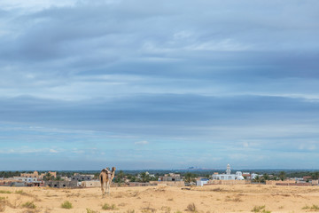 One camel standing at horizon outide in Sahara desert. City seen in distance.Tunisian landscape. Horizontal color photography.