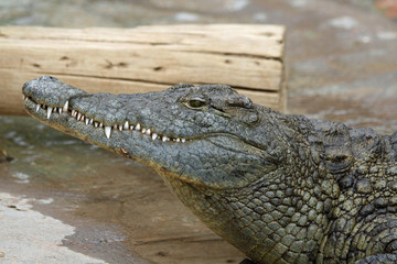 Obraz premium Stumpfkrokodil