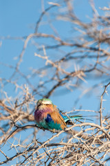 Closeup of a Lilac Breasted Roller - Coracias caudatus- sitting on a tree branch, in Etosha National Park.