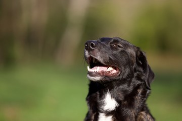 Chien content heureux sourire - nature ext&eacute;rieur soleil
