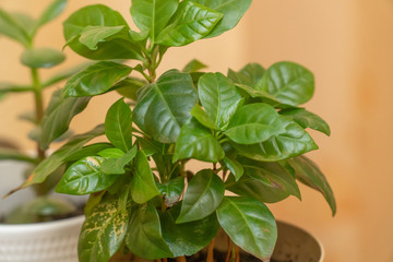 Indoor plant in a pot with green leaves. Beige background. Leaves close-up.