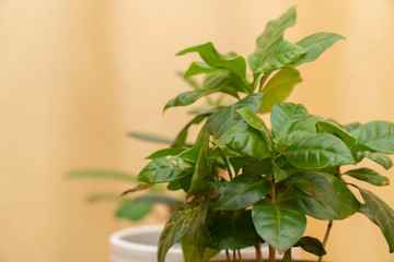 Indoor plant in a pot with green leaves. Beige background. Leaves close-up.