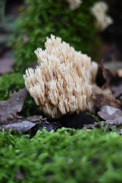 Korallen (Ramaria)