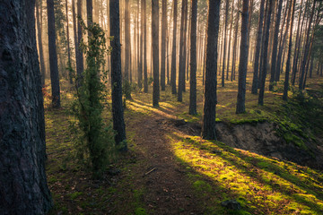 Autumn forest on a foggy and sunny day, Chojnowski Landscape Park, Poland