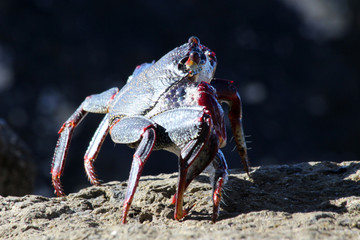 rote_Klippenkrabbe