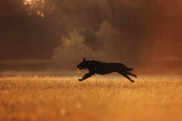 black labrador dog running on a summer field at sunset