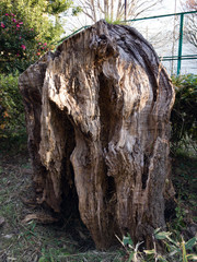 Obraz premium A cherry tree 40 years after logging. The stump looks lonely or ugly. A park in Takakura-cho, Hachioji, Tokyo, Japan.