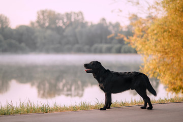 black labrador dog standing by the river in the morning fog