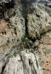 A small tree growing on a rock. A tree grew on a sheer cliff.