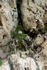 A small tree growing on a rock. A tree grew on a sheer cliff.