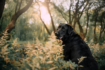 black labrador dog sitting outdoors in the park