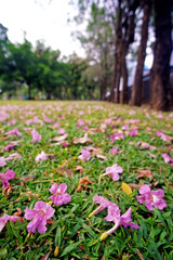 Pink flowers on the ground in the park.