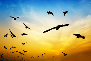 silhouette birds on colorful sky on blur image, soft dream image