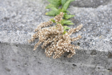 weed