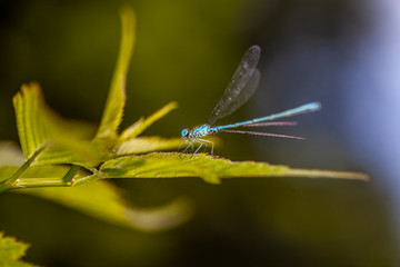 the blue dragonfly sits on a green leaf