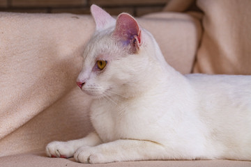 Fototapeta na wymiar white cat is posing for photos