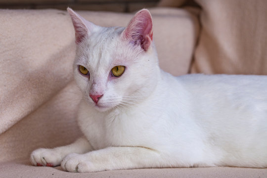 white cat is posing for photos
