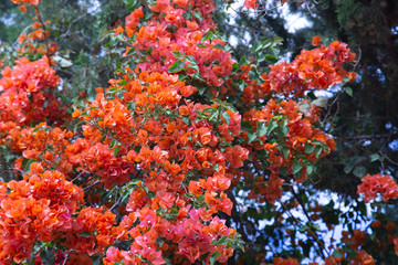 Fototapeta na wymiar Beautiful red and orange blossoms in park of Tunisia. Horizontal color photography.