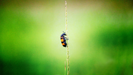 gain image,Insect on the grass