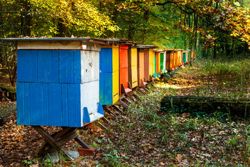 Colorful bee-hives in the forest - obrazy, fototapety, plakaty