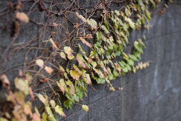 ivy