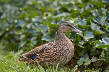 Close up of mallard female wild duck
